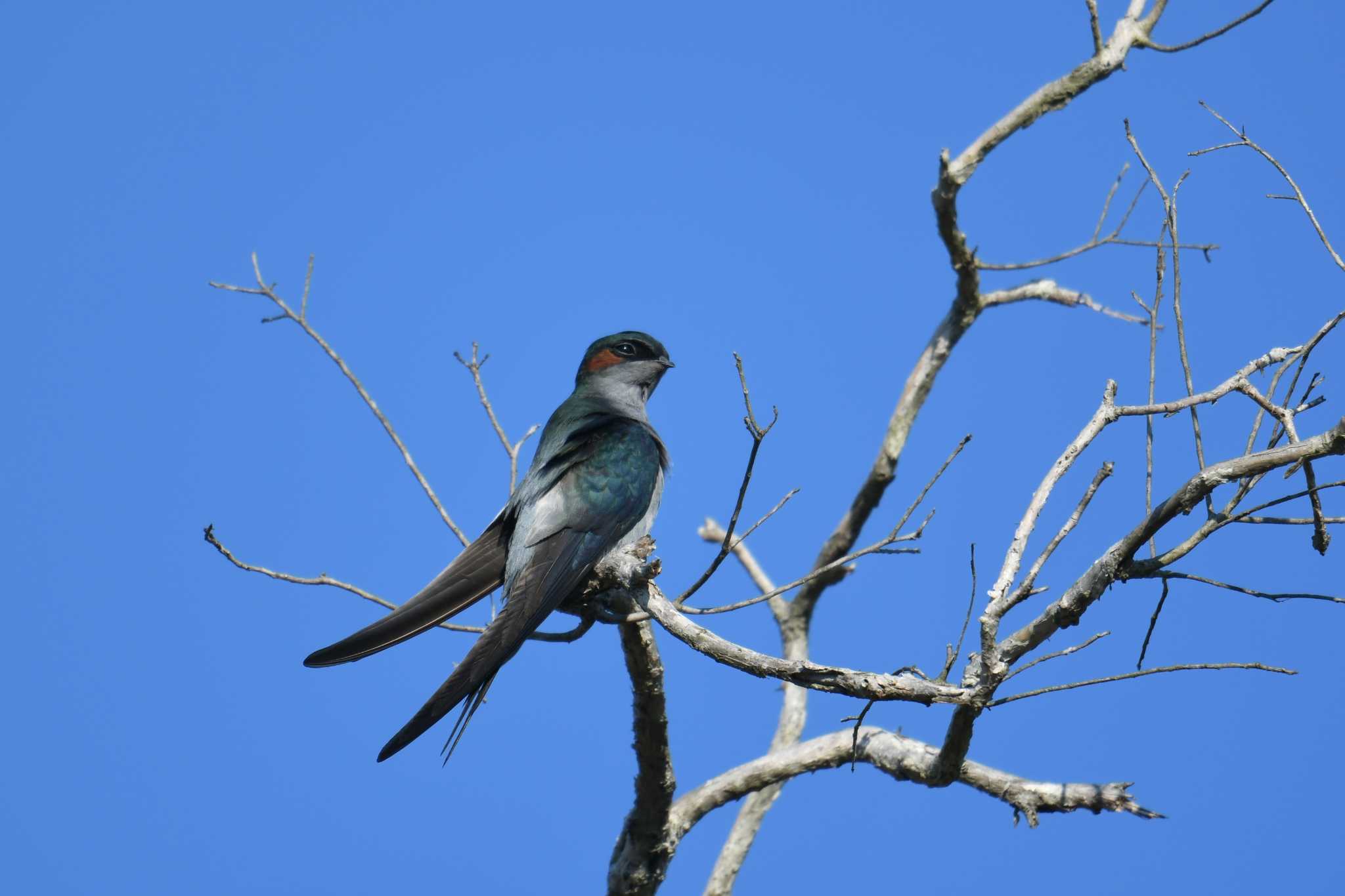 Koh Phra Thong National Park カンムリアマツバメの写真 by あひる