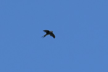 Grey-rumped Treeswift Koh Phra Thong National Park Tue, 2/26/2019