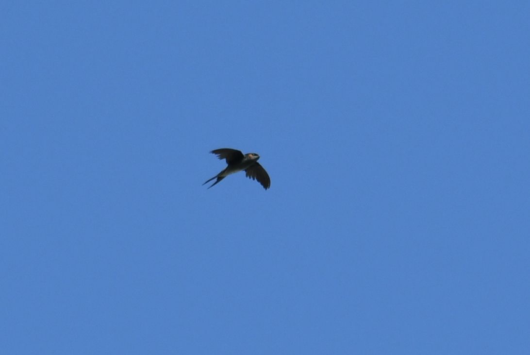 Grey-rumped Treeswift