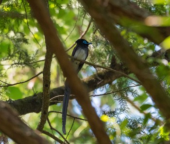 サンコウチョウ 八王子城跡 2019年5月25日(土)