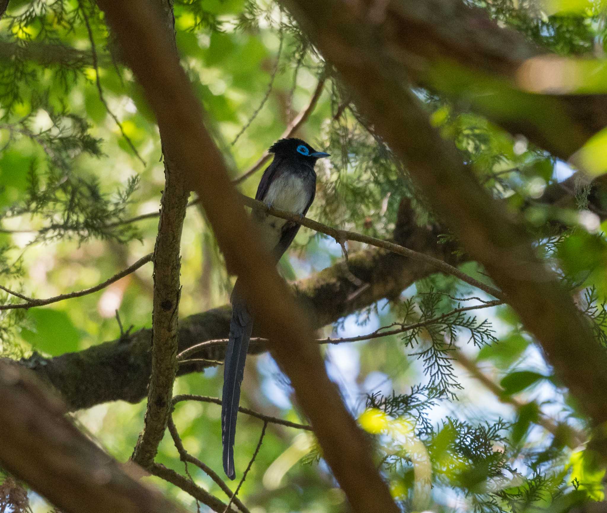 Black Paradise Flycatcher