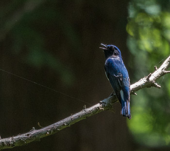 Blue-and-white Flycatcher 八王子城跡 Sat, 5/25/2019