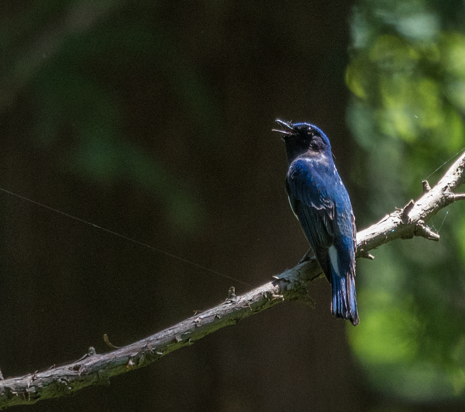 Photo of Blue-and-white Flycatcher at 八王子城跡 by akish