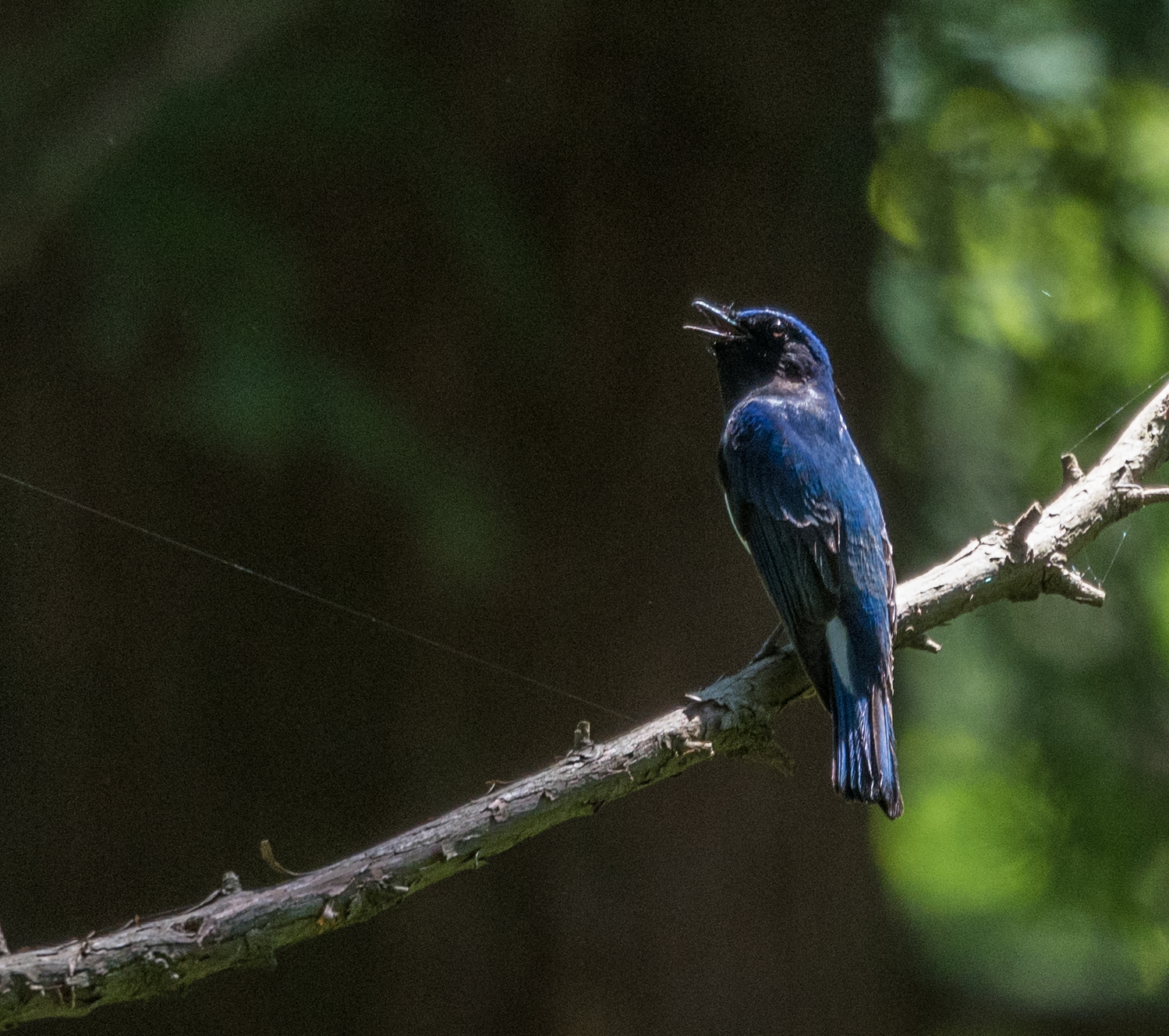 Blue-and-white Flycatcher