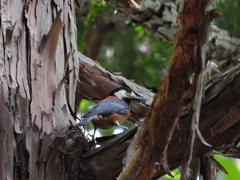 Varied Tit 八王子 Mon, 5/20/2019