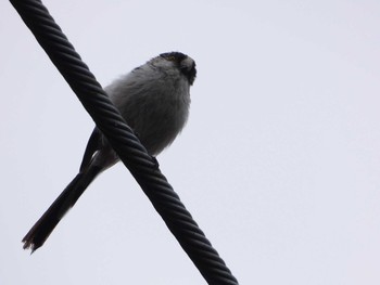 Long-tailed Tit 八王子 Mon, 5/20/2019