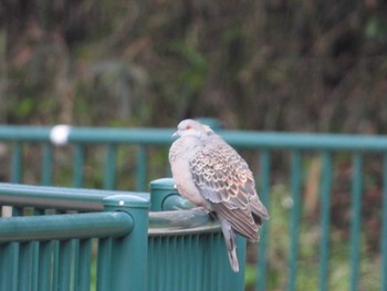 Oriental Turtle Dove 八王子 Mon, 5/20/2019