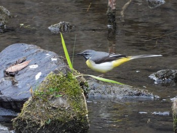 Grey Wagtail 八王子 Mon, 5/20/2019