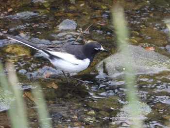 Japanese Wagtail 八王子 Mon, 5/20/2019