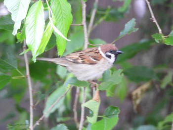 Eurasian Tree Sparrow 八王子 Mon, 5/20/2019