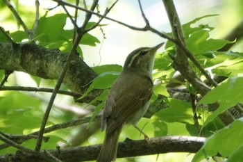 Eastern Crowned Warbler 奥多摩 Sun, 5/26/2019