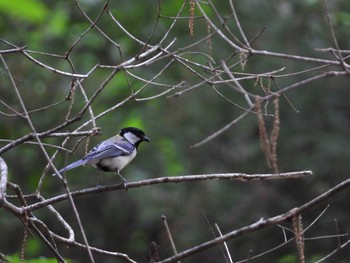 Japanese Tit 八王子 Mon, 5/27/2019