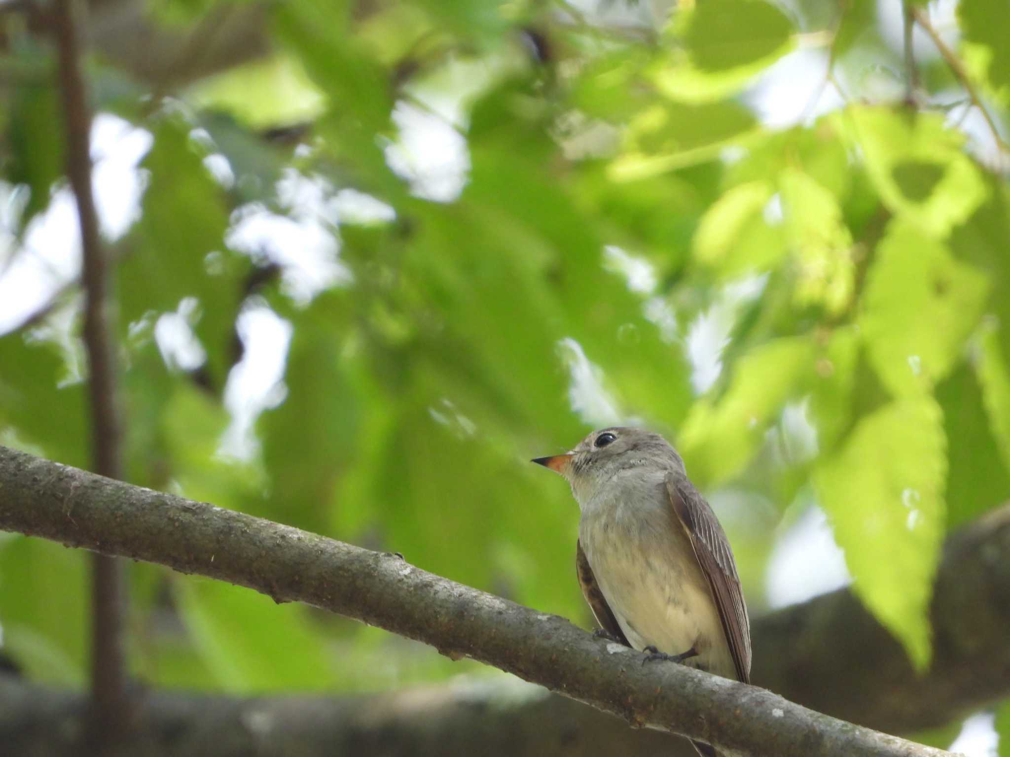 Photo of Asian Brown Flycatcher at 八王子 by サジタリウスの眼