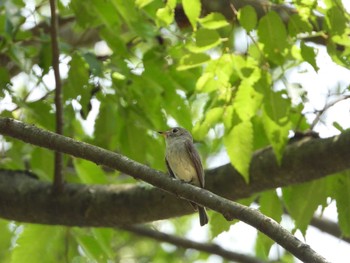 Asian Brown Flycatcher 八王子 Mon, 5/27/2019