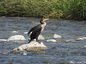 Great Cormorant 多摩川中流左岸 Mon, 5/27/2019