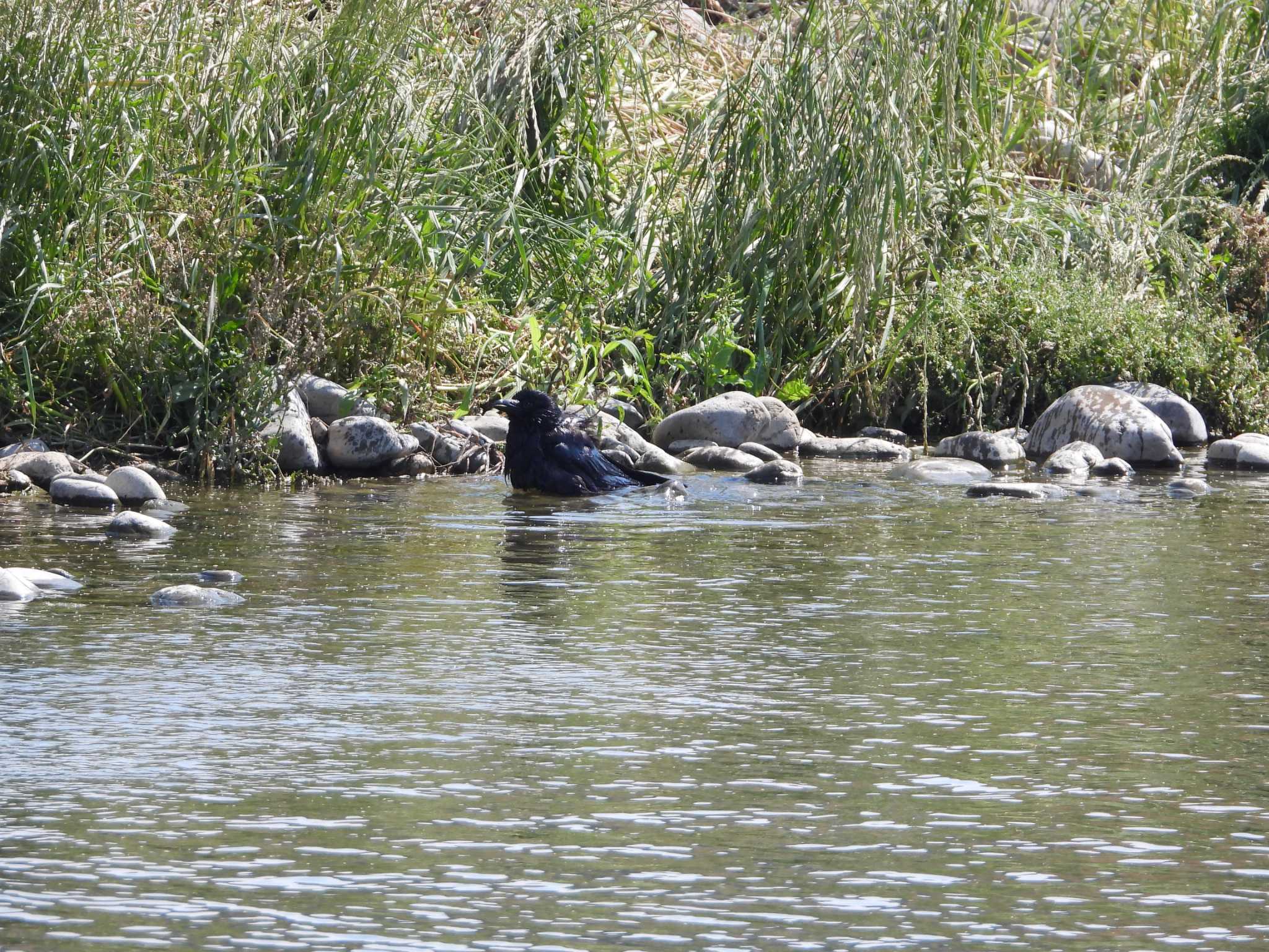 Photo of Carrion Crow at 多摩川左岸 by サジタリウスの眼