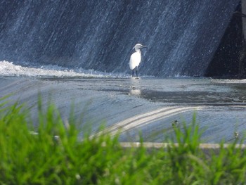 コサギ 多摩川左岸 2019年5月27日(月)