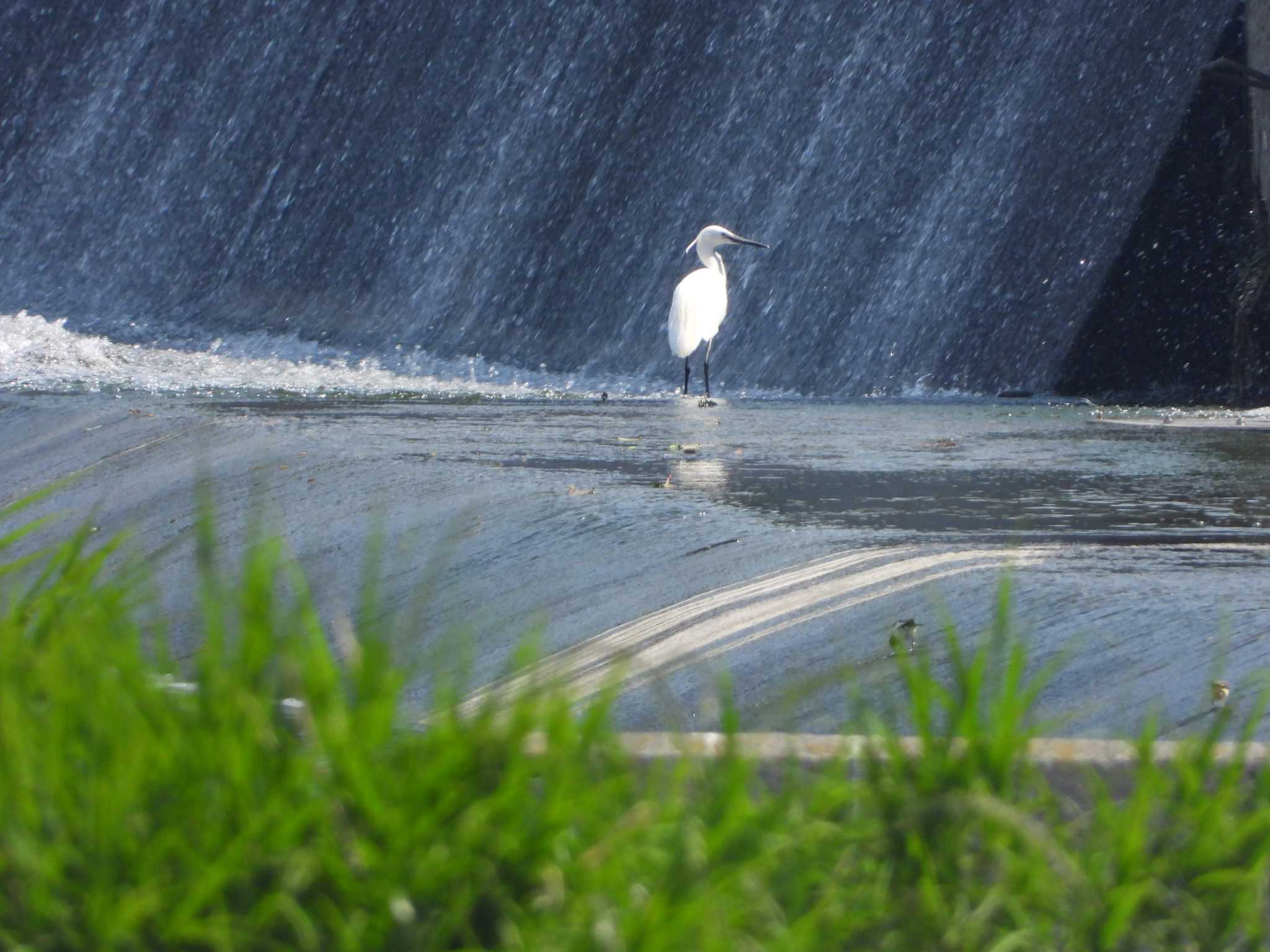 Photo of Little Egret at 多摩川左岸 by サジタリウスの眼