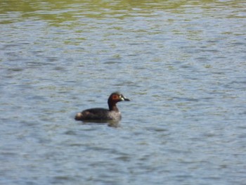 Little Grebe 多摩川左岸 Mon, 5/27/2019