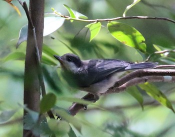 Varied Tit 春日山原始林 Mon, 5/27/2019