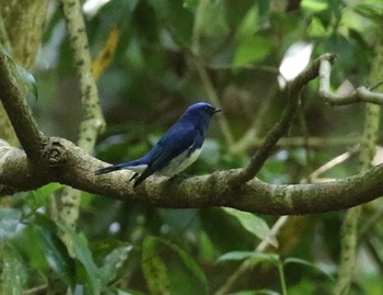 Blue-and-white Flycatcher 春日山原始林 Mon, 5/27/2019