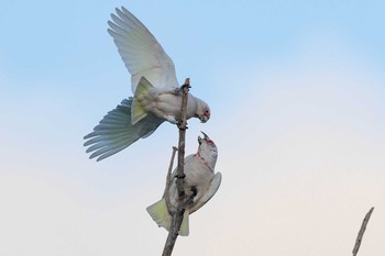 Mon, 5/6/2019 Birding report at Minnawarra Park