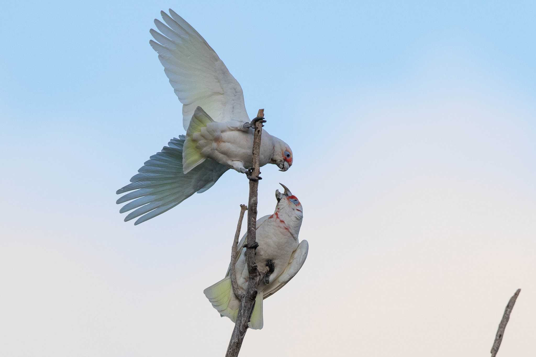 Photo of Long-billed Corella at Minnawarra Park by Trio