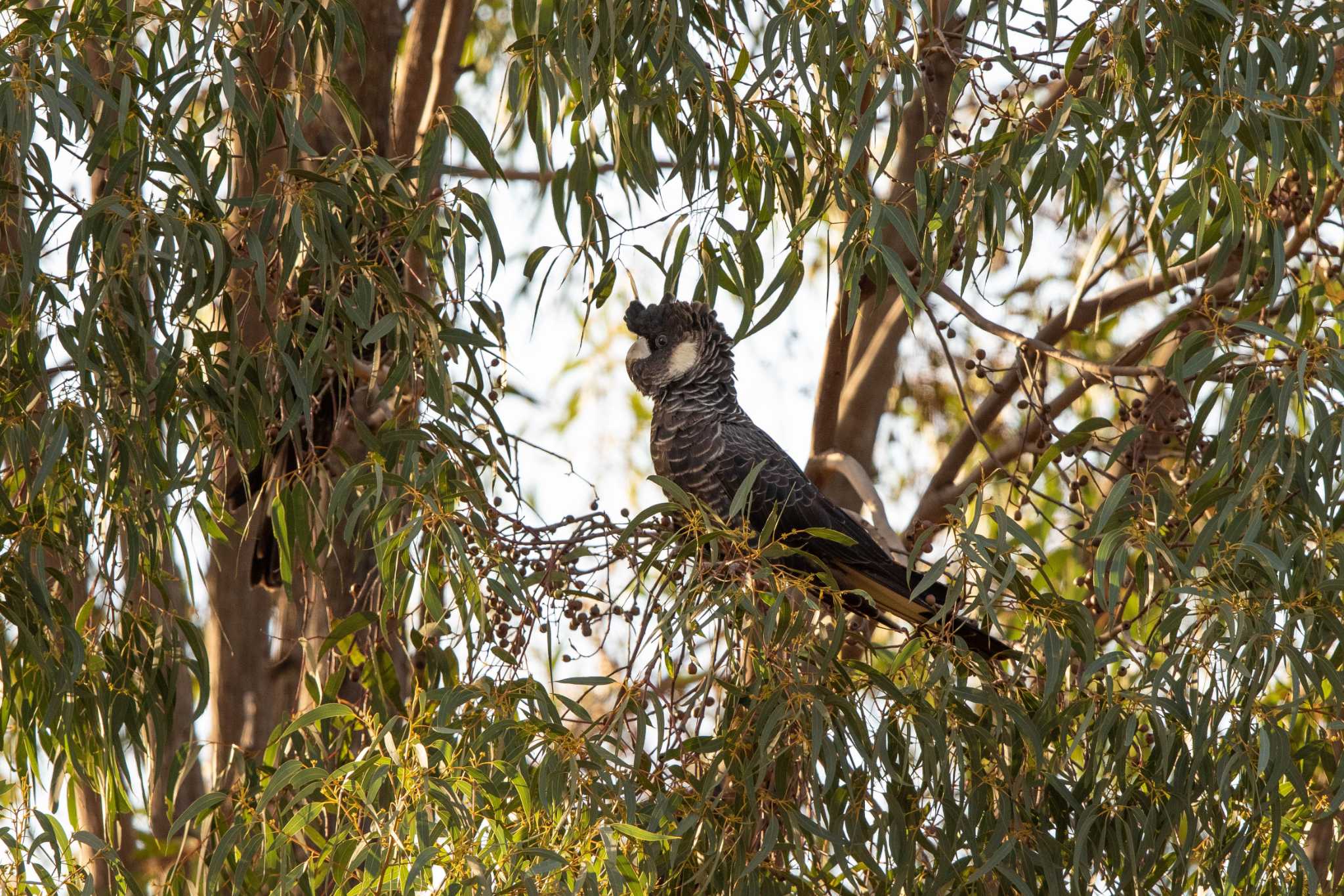 Baudin's Black Cockatoo