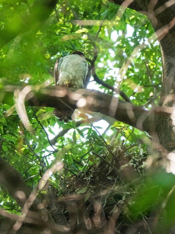 Sat, 5/25/2019 Birding report at Shakujii Park