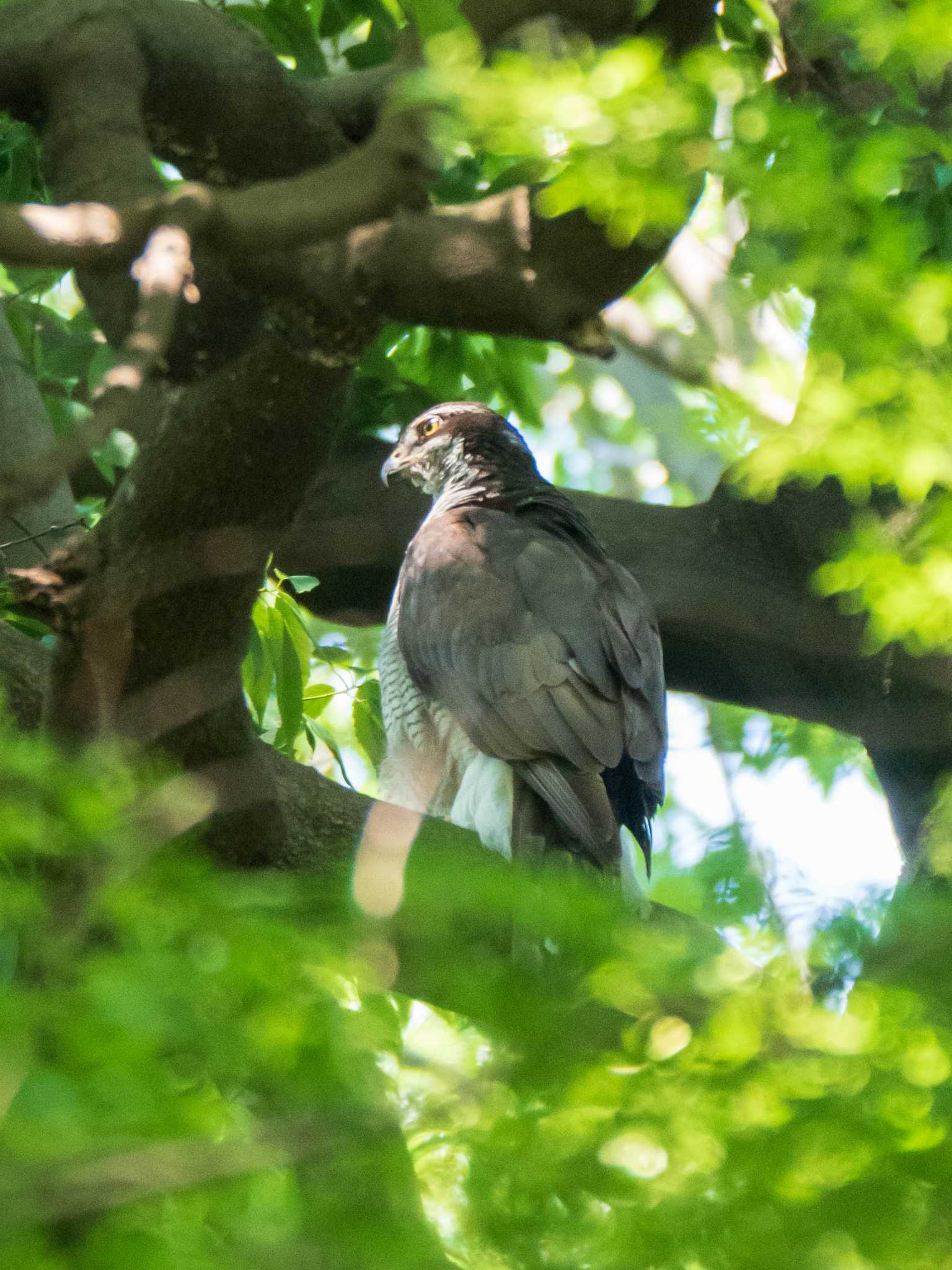 石神井公園 オオタカの写真 by ryokawameister