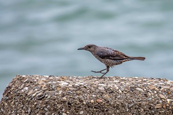 Blue Rock Thrush 明石市　魚住海岸 Mon, 5/20/2019