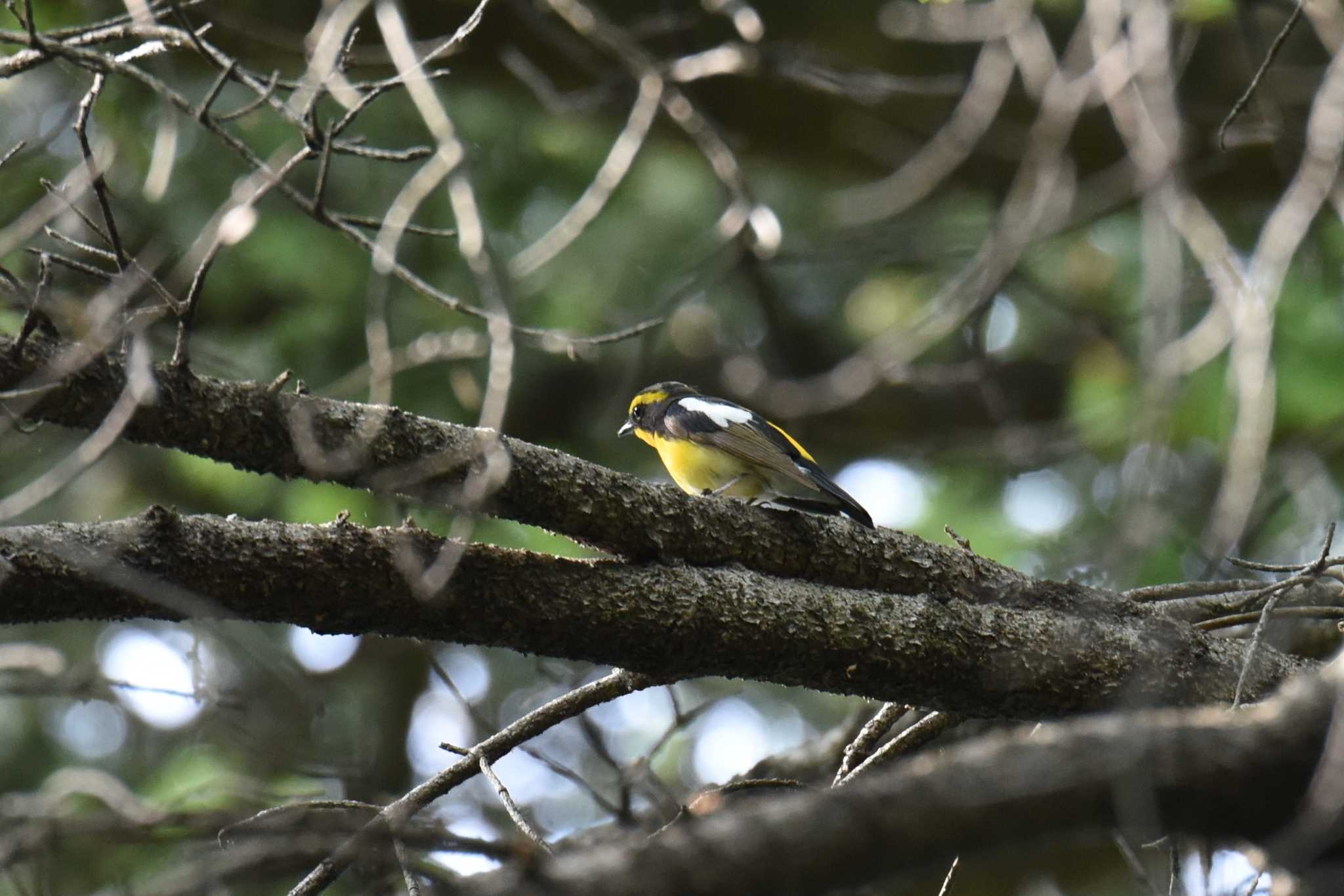 青葉山公園 キビタキの写真 by もちもちもっち～@ニッポン城めぐり中