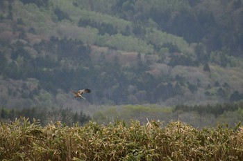 2019年5月10日(金) 北海道　静狩湿原の野鳥観察記録