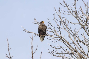 Steller's Sea Eagle 網走川 Thu, 3/29/2018