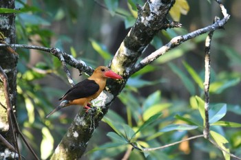 チャバネコウハシショウビン アオパンガー国立公園 2019年2月26日(火)