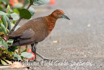 Slaty-legged Crake Ishigaki Island Tue, 5/28/2019