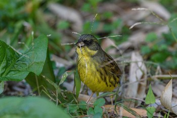 アオジ 葛西臨海公園 撮影日未設定