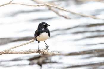 2019年4月28日(日) Herdsman Lakeの野鳥観察記録