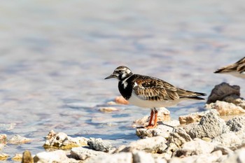 Ruddy Turnstone Rottnest Island Sat, 4/27/2019