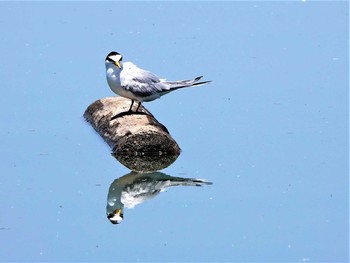 コアジサシ 木曽川馬飼大橋 2019年5月23日(木)