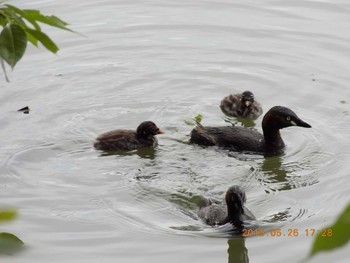 Little Grebe 埼玉県吉見町 Sun, 5/26/2019