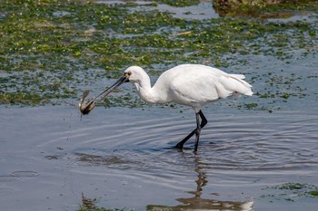 クロツラヘラサギ 高砂市 2019年5月21日(火)