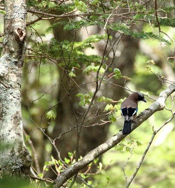 カケス 日光湯滝 2019年5月27日(月)