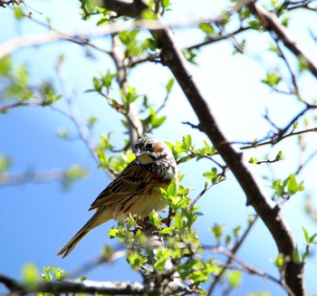 Chestnut-eared Bunting Senjogahara Marshland Mon, 5/27/2019