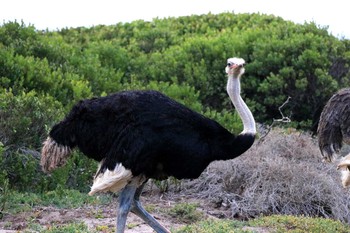 Common Ostrich Cape Point National Park Tue, 4/30/2019