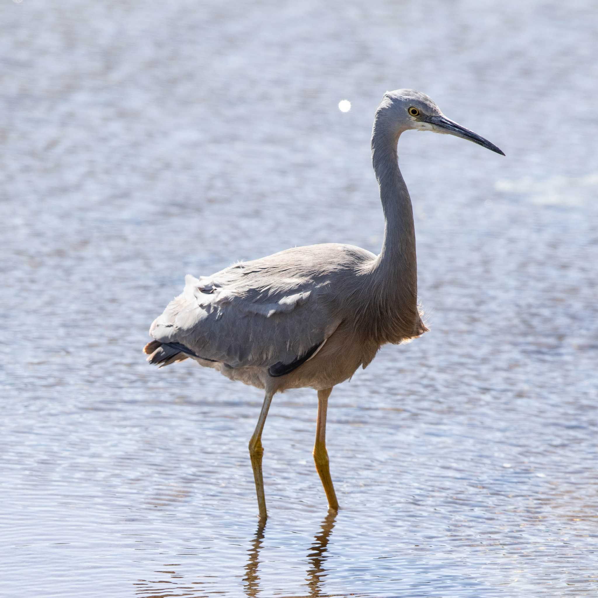 Photo of White-faced Heron at Bunbury Big Swamp Reserve by Trio