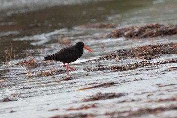 Sooty Oystercatcher Cheynes Beach Fri, 5/3/2019