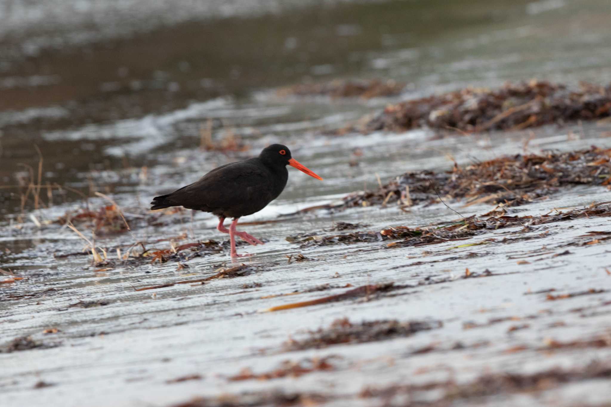 Photo of Sooty Oystercatcher at Cheynes Beach by Trio