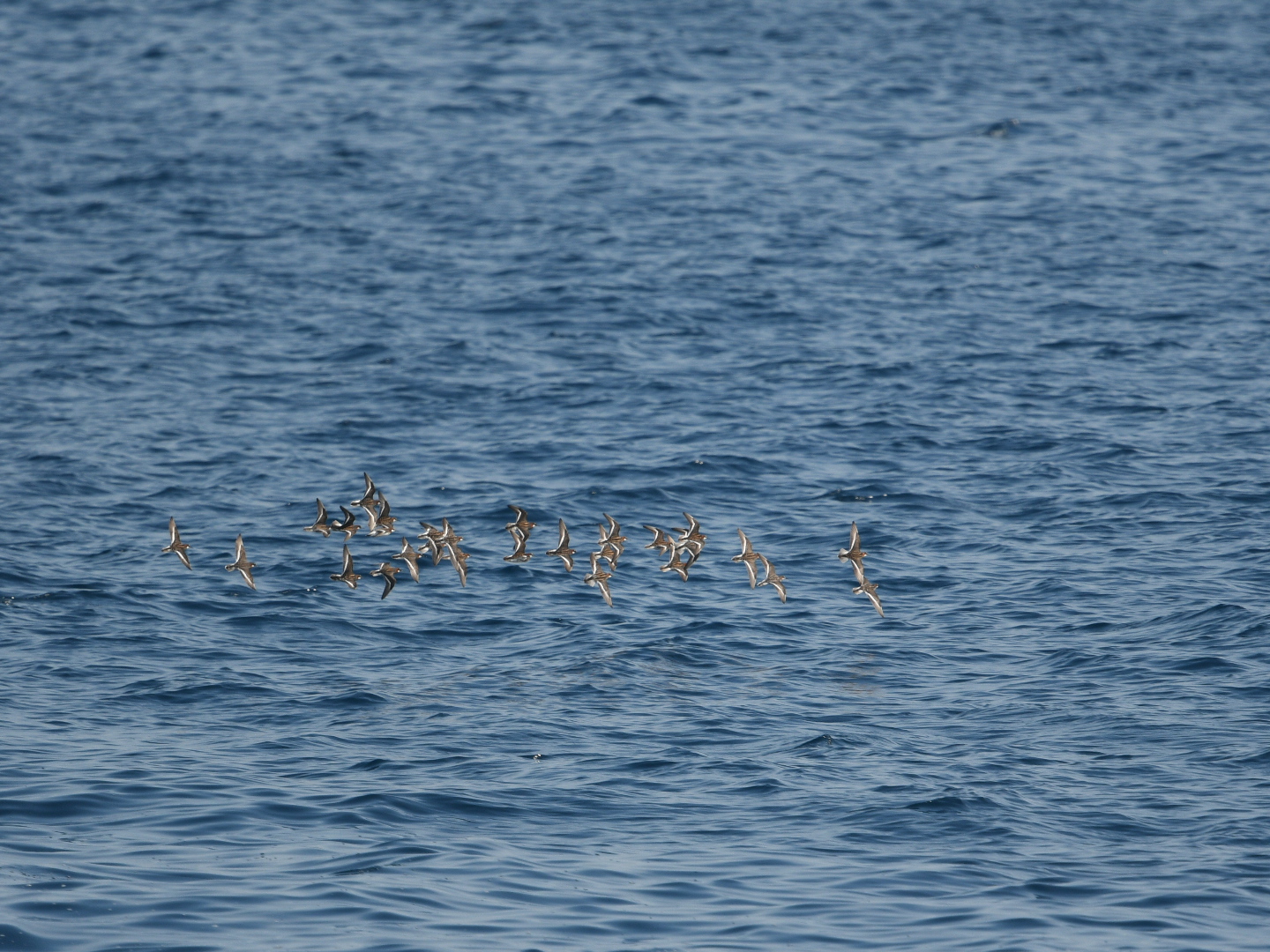 Photo of Red-necked Phalarope at Hegura Island by Yuki86