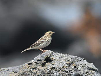 ムネアカタヒバリ 舳倉島 2019年5月16日(木)